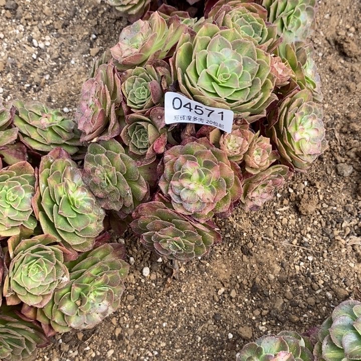 04571海王七彩多肉植物