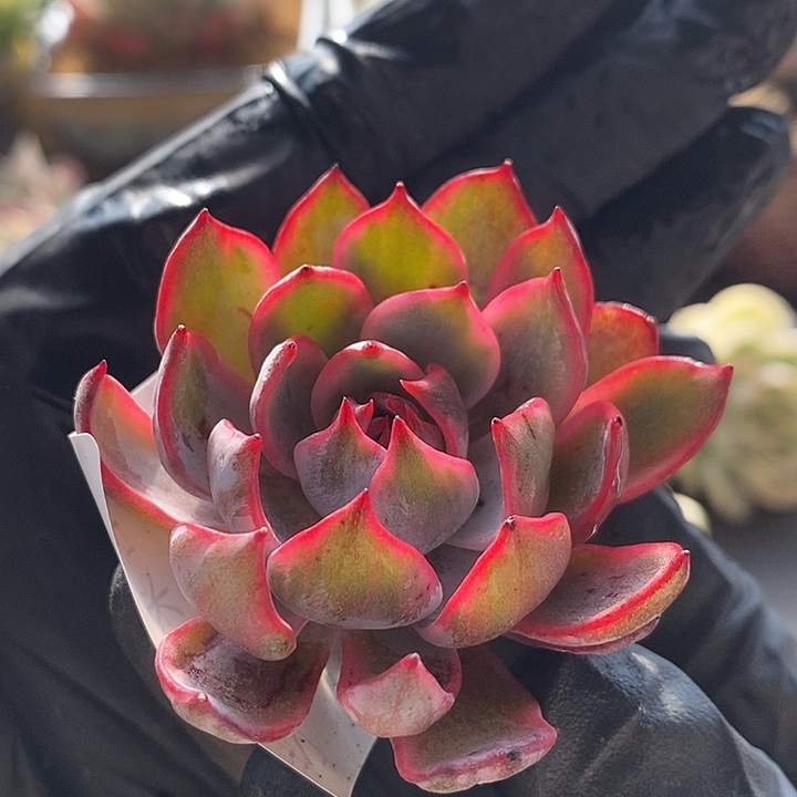 劳伦斯锦多肉植物