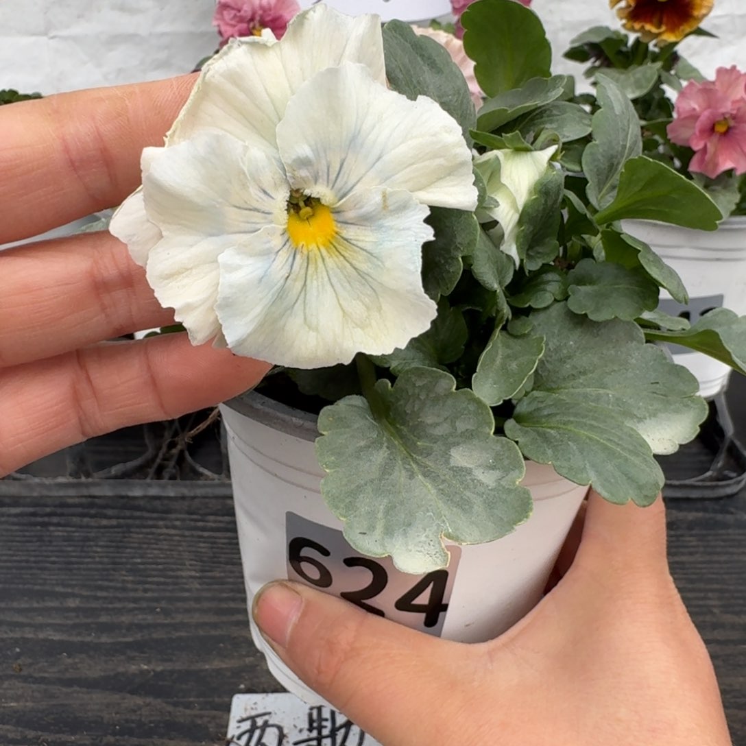 全部花朵624号蓝希尔