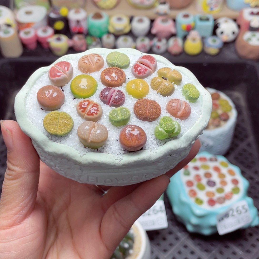 w6267 带盆土发货-零下地区拍保温箱