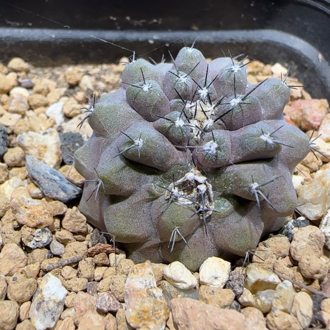 06实生鹿鸣丸瑕疵多肉2.8