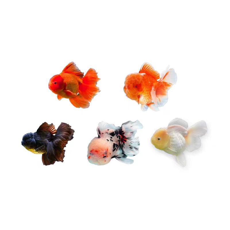 活体泰狮金鱼观赏鱼无开箱视频不售后随机发货图片仅供参考