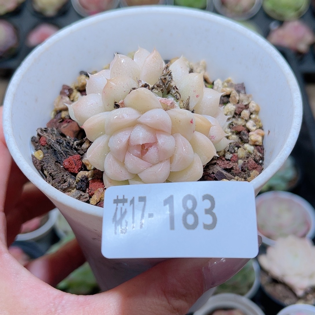 花利美17-183麦秆群