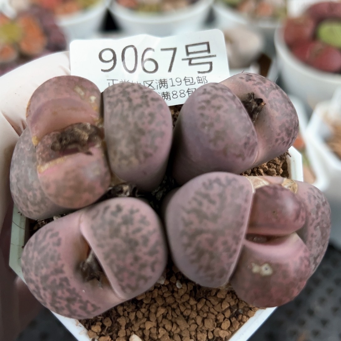 好养易活生石花大母本9067