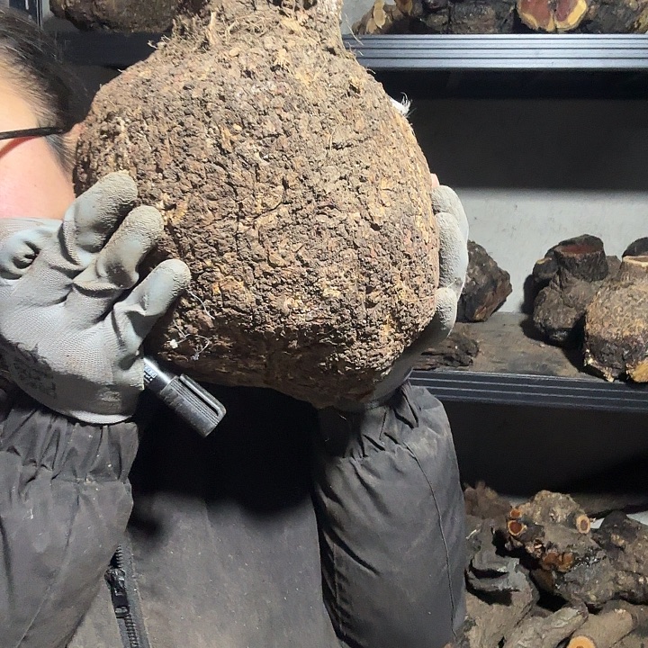 元***7香榧木火琉璃的故事是一个