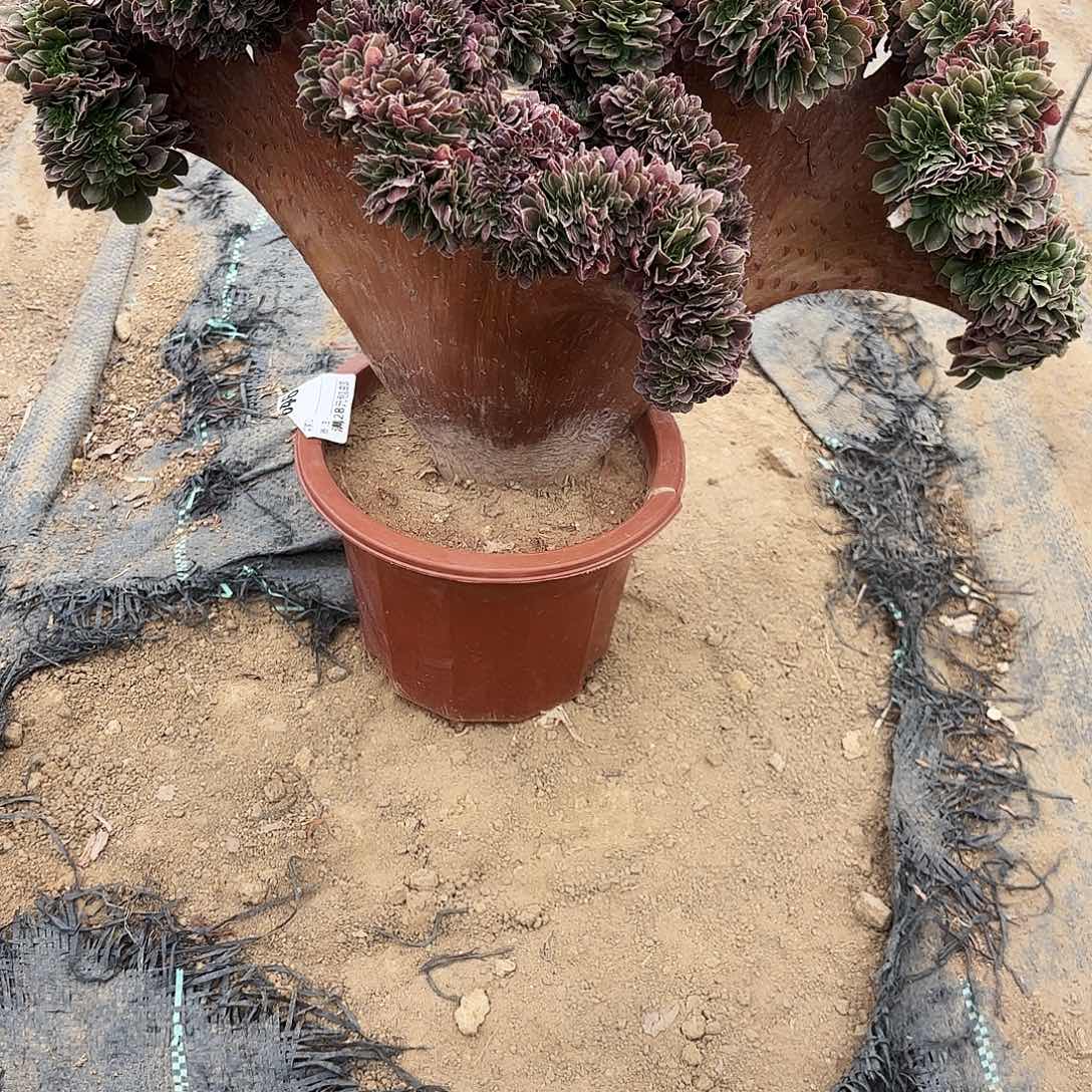46玫瑰缀多肉植物