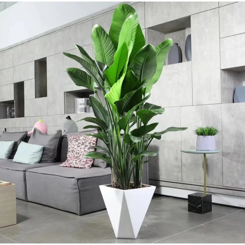 【顺丰包邮】天堂鸟1.5-1.7米室内绿植盆栽好养活净化空气绿植