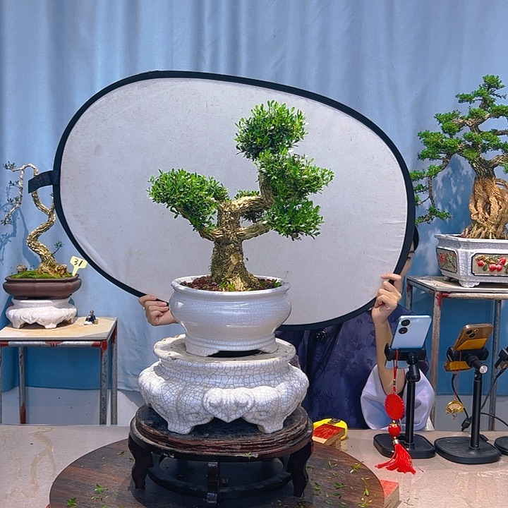 无花朵广东皱皮雀舌黄杨