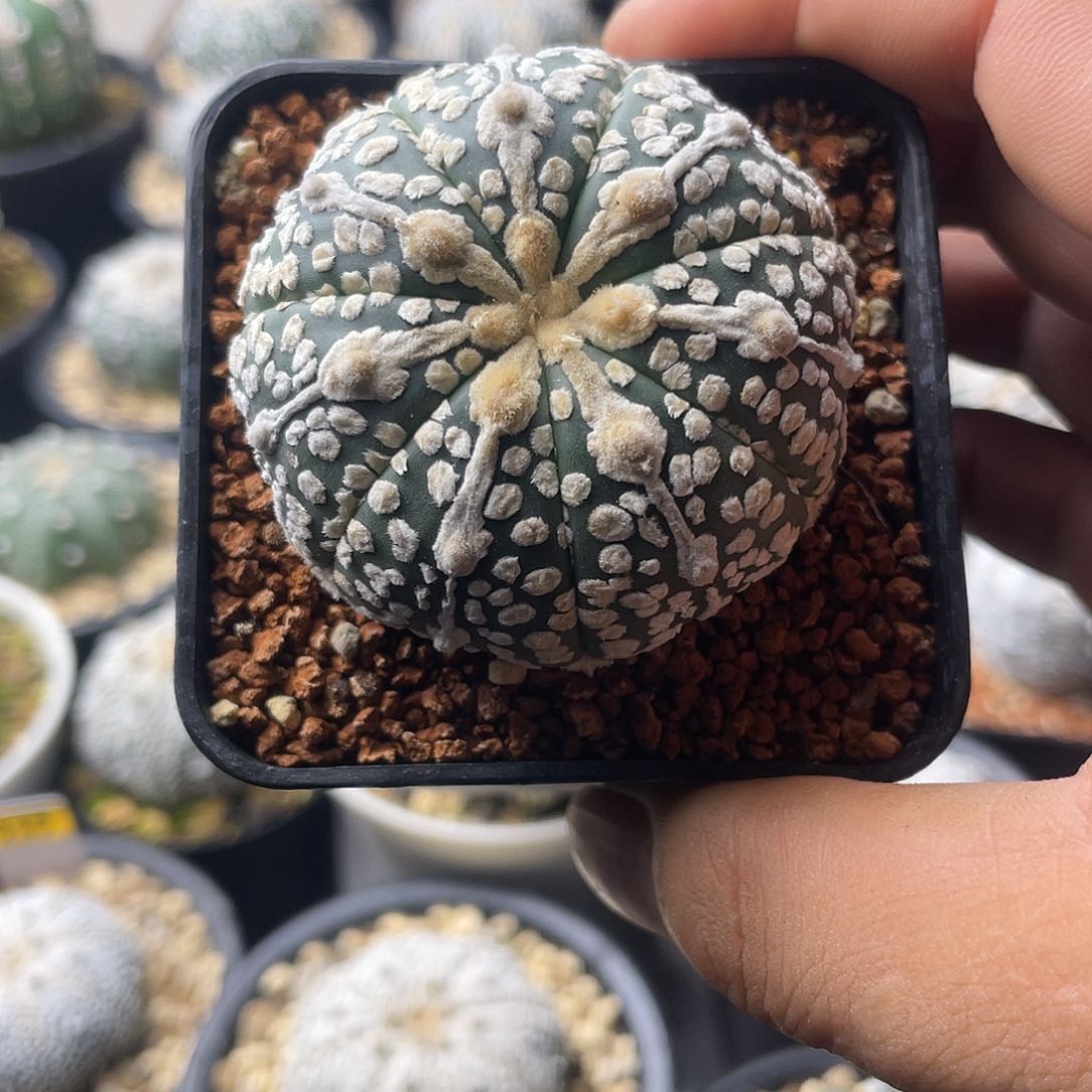 一物一拍泰系实生 105