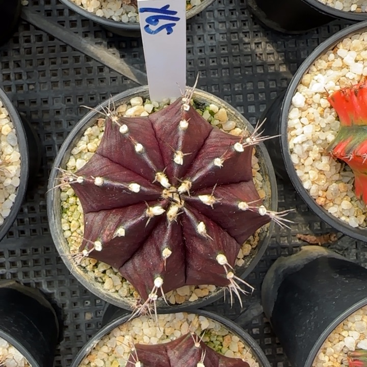 65-0125泰国发货多肉黑寡妇