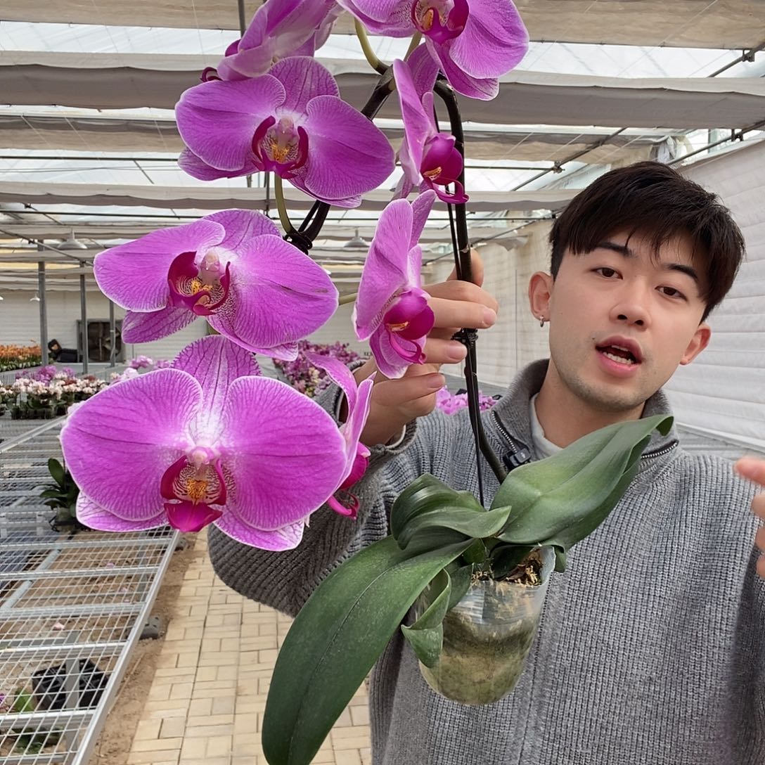 完全开放幸运女神，微瑕