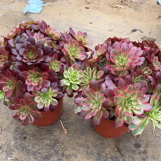 多肉植物组合两个25