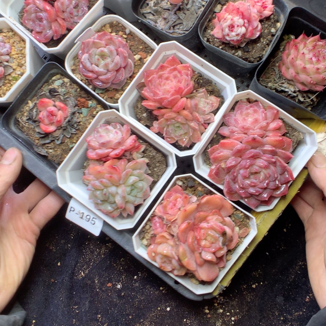 无花朵P195。yyyyyyyyy