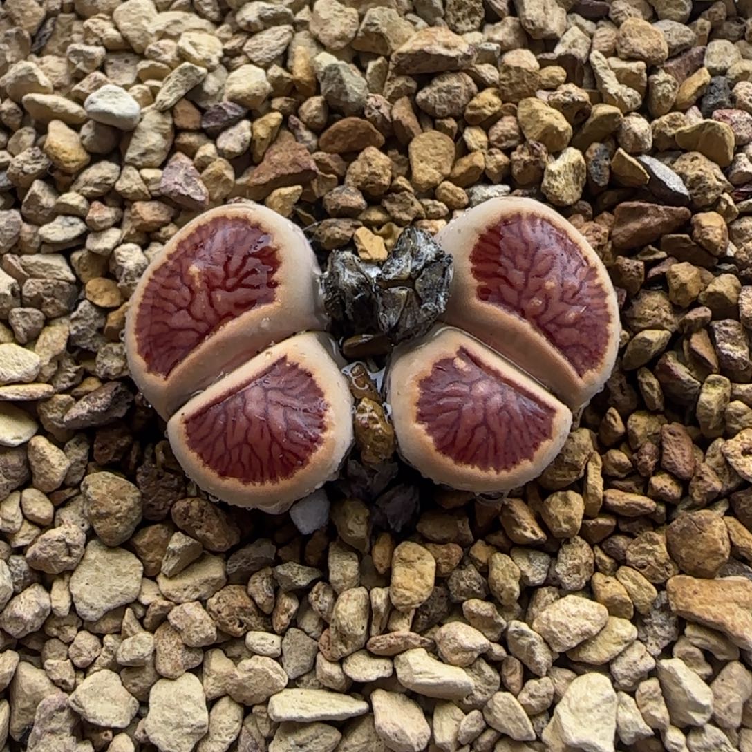 双头岛田红窗菊母本清框福利30包邮