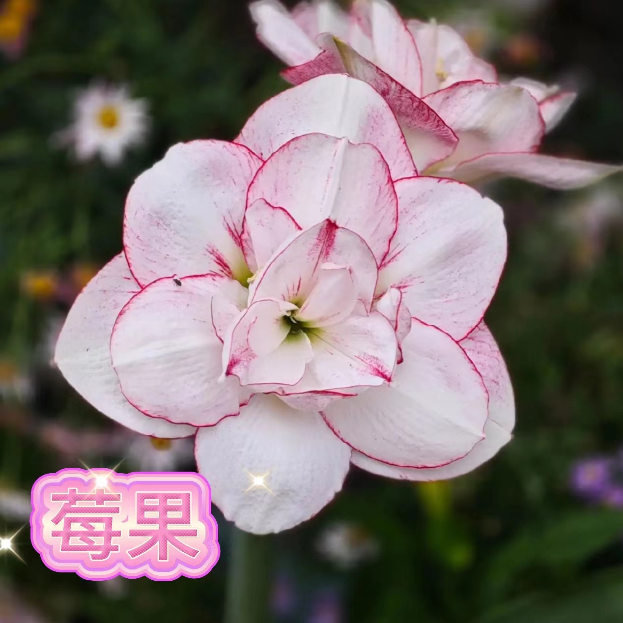 【螺旋莓果】朱顶红澳朱重瓣基地自然种球浓香室内盆栽四季开花植物
