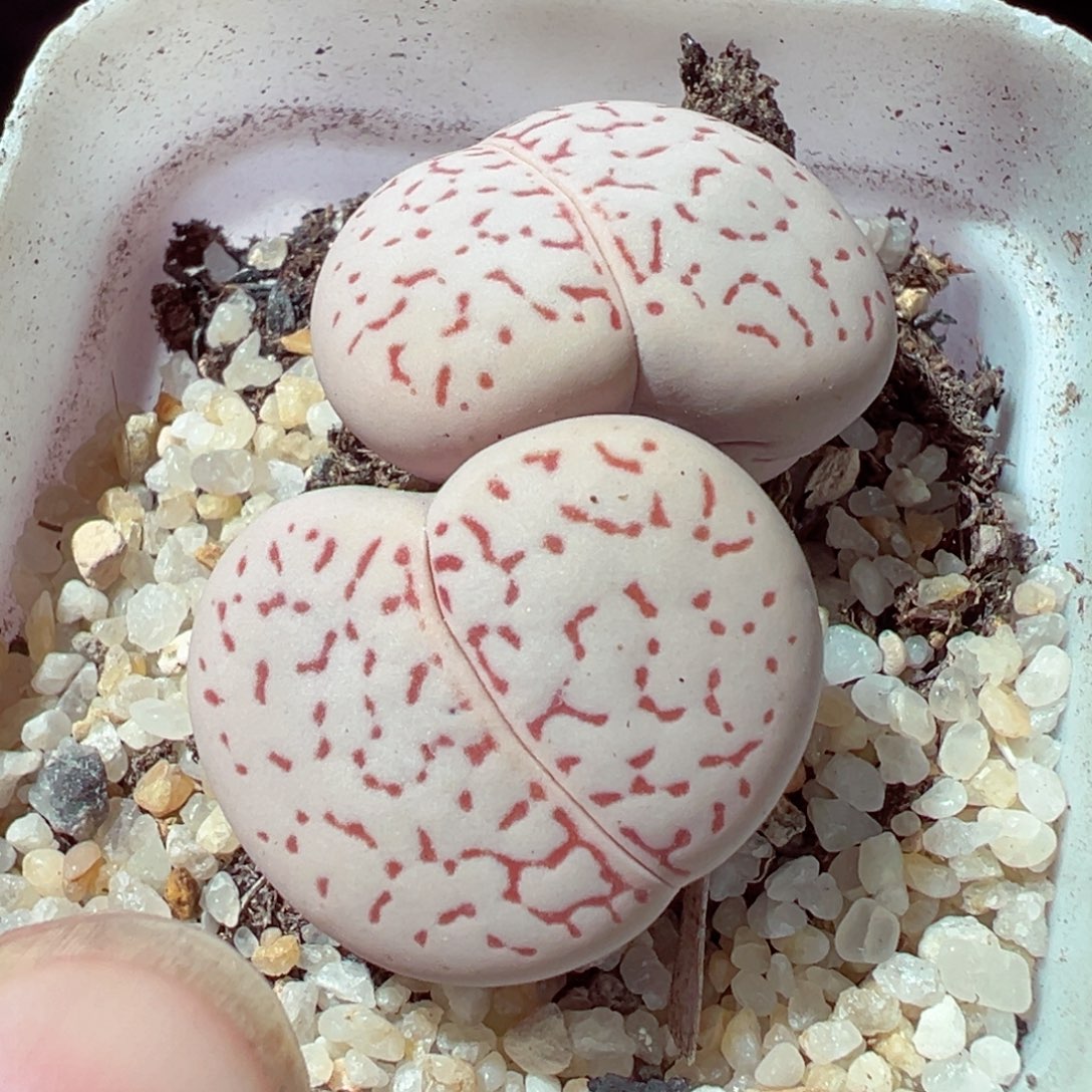 1222-368多肉多肉大白