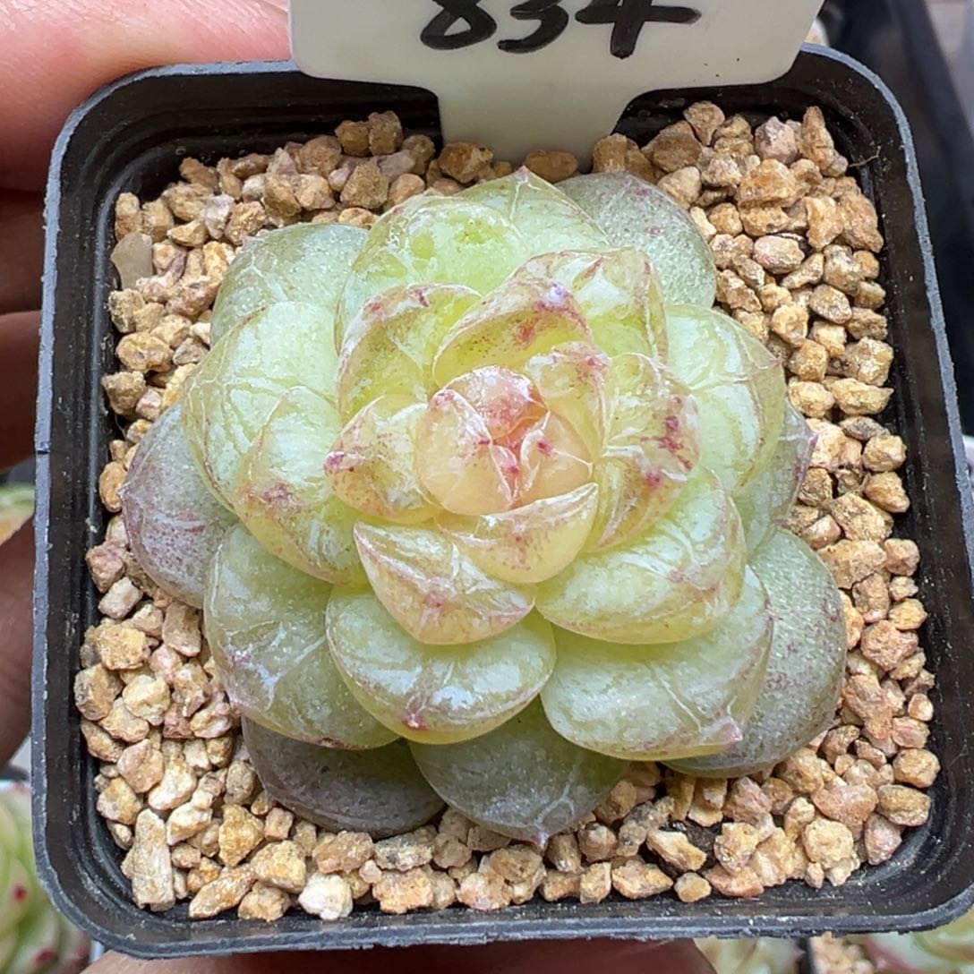 834号风花雪月系列若梦