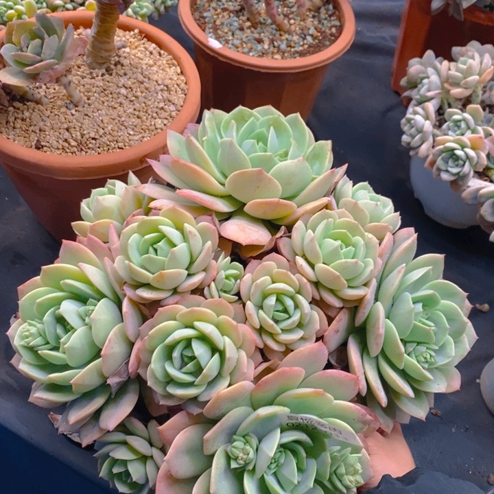 夏悦多肉0212-33恋曲