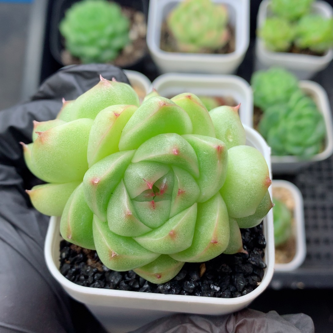 58包邮  群生不包整麦秆10