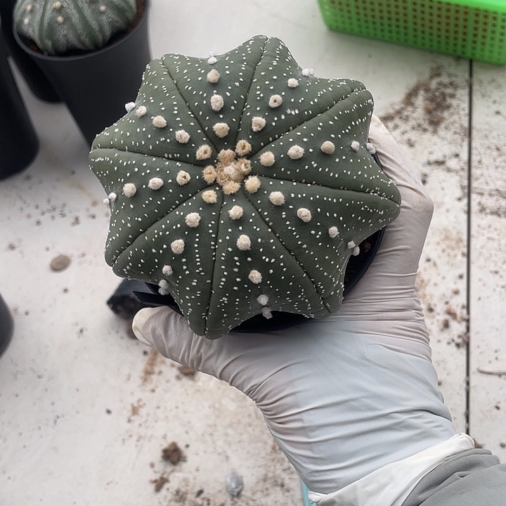 泰奇海星瑕疵特价