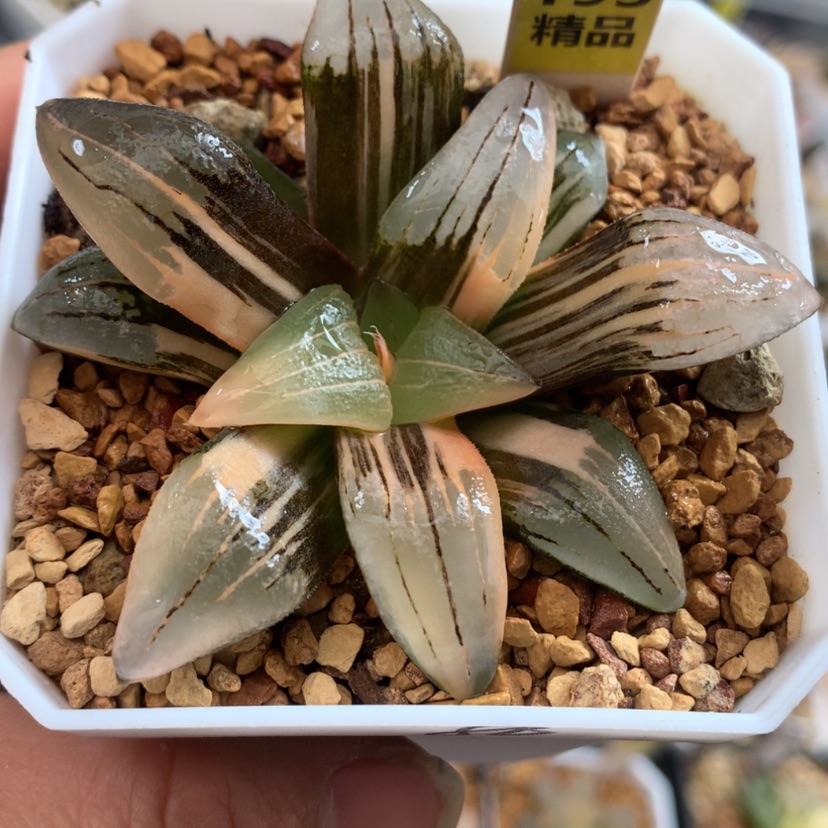 【闪购商品】193红纹