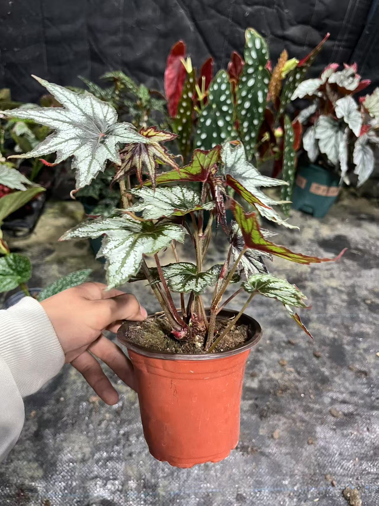 枫叶秋海棠    轻微叶损不包售后十度以下请拍保温棉