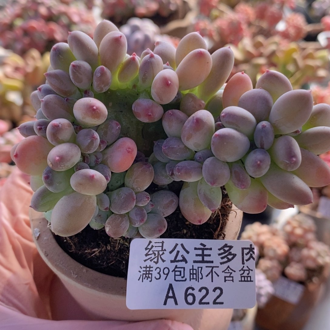 苹果奶缀8cm622多肉植物
