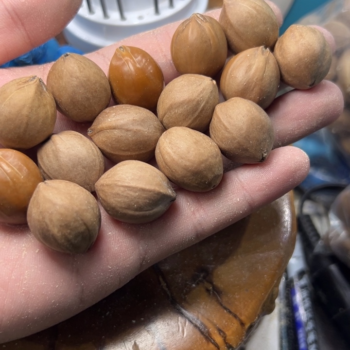 核桃其他精品素串15个2.0*2.6