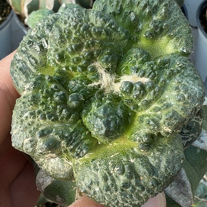 无花朵苗接大尤哥斯拉062