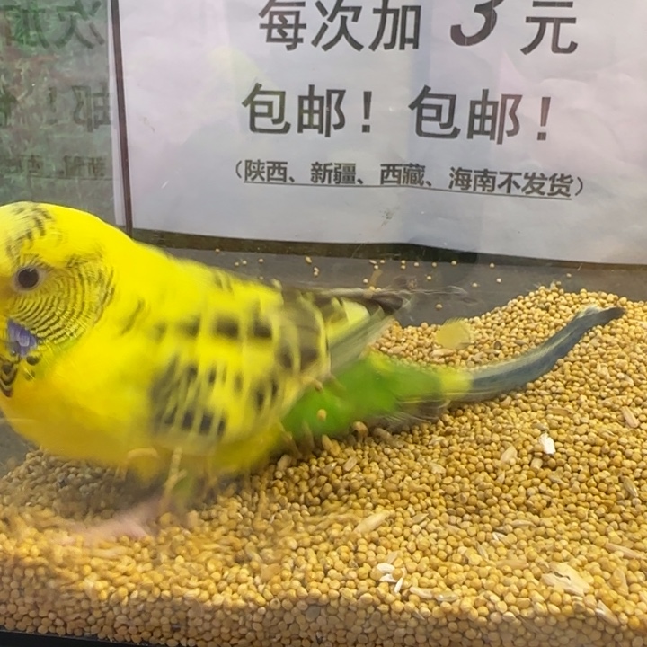 虎皮鹦鹉大头虎皮鹦鹉