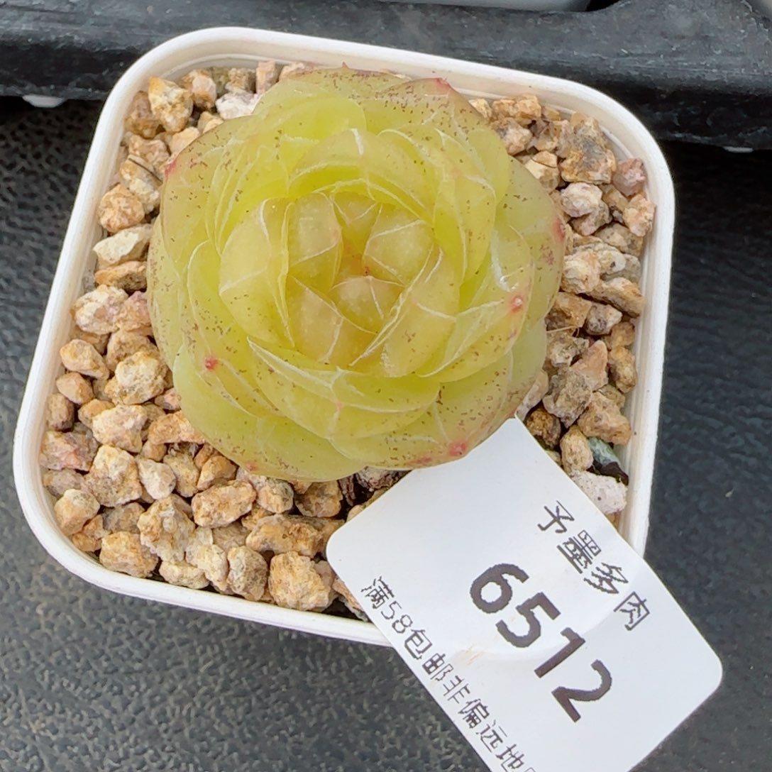 素素，6512多肉植物