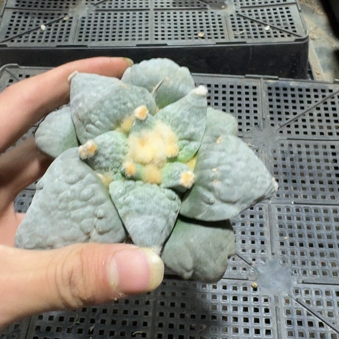 088号仙人球萝卜根