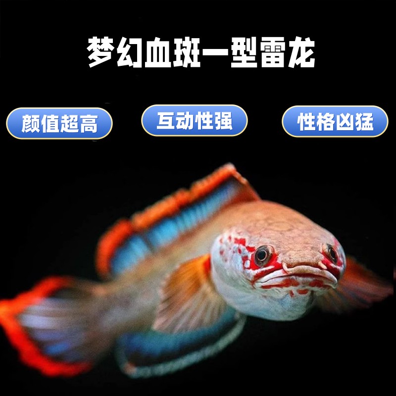 梦幻血斑一型雷龙 冰火雷龙 蓝红色系小型雷龙