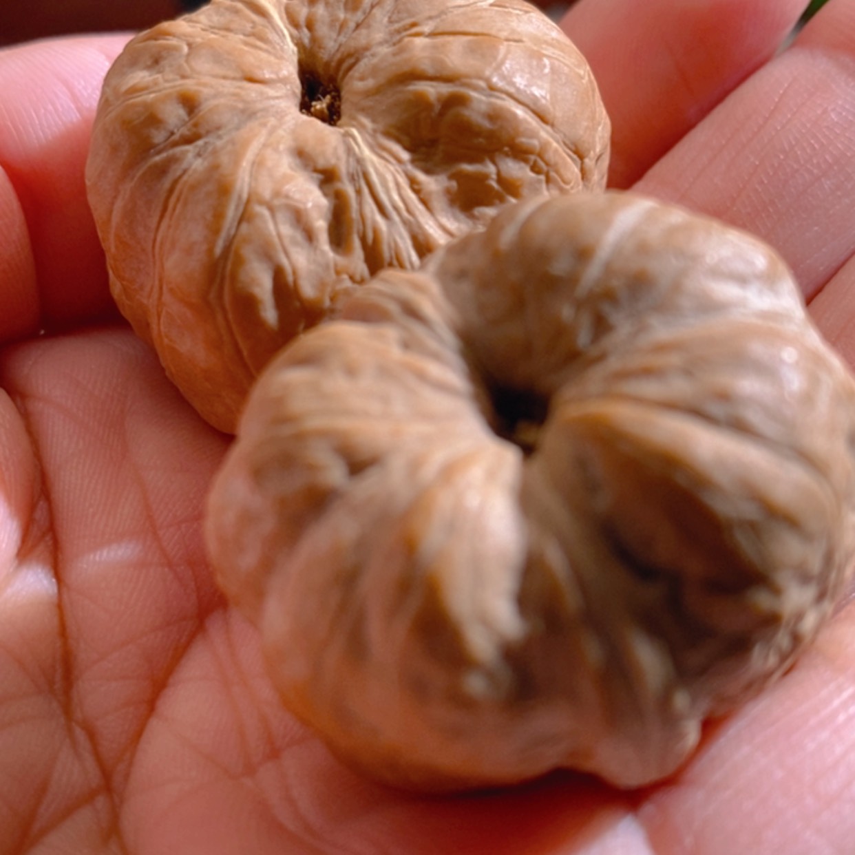 【闪购商品】吊坠文玩核桃贝*顿玉蝉