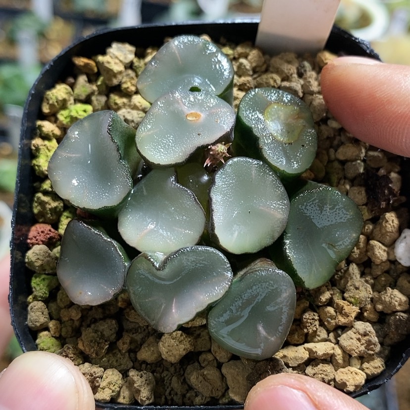 【闪购商品】222空门，有伤，福利