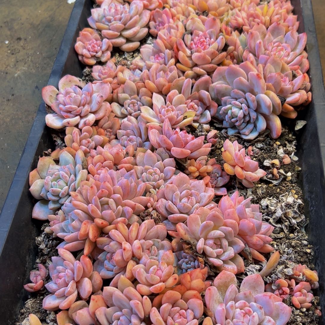 027的植物形态特征多年生草本或多年生