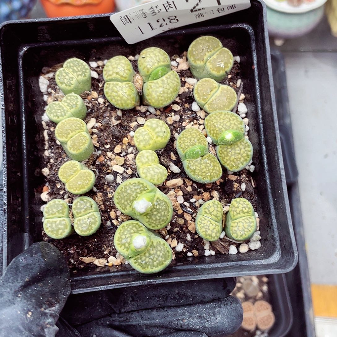 生石花满18包邮1128-21