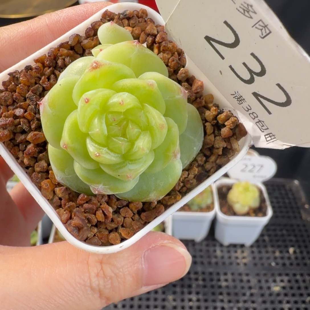 珍妮双头一颗232号