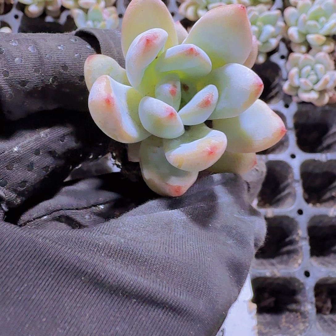 精品星星雪两颗一组