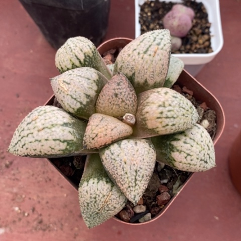 白银玉露8仙人球