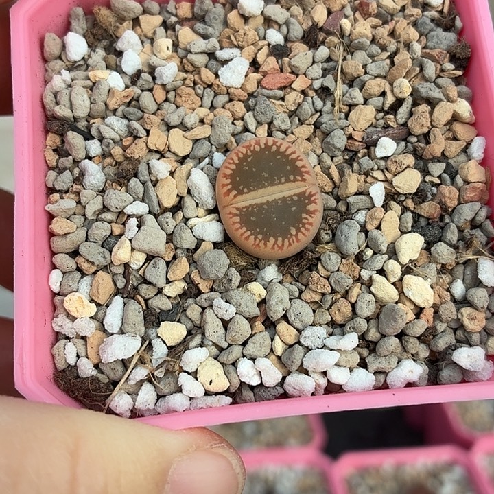 333号彩虹日轮1.2厘米