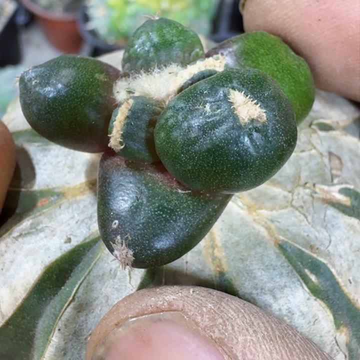 福利苗接蛋尤0674