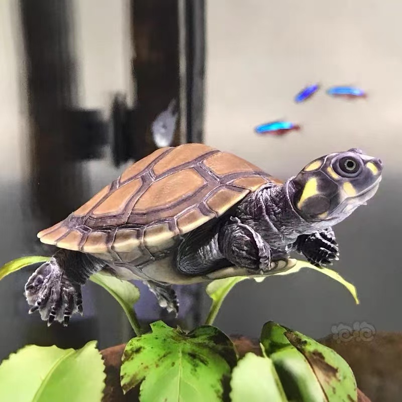 黄头侧颈龟深水鱼缸龟