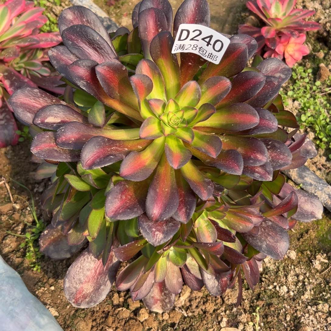 240多肉 花呐       