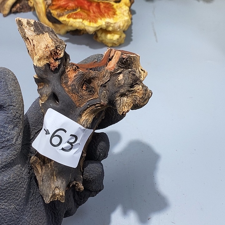 香榧木正**弓火琉璃……火琉璃