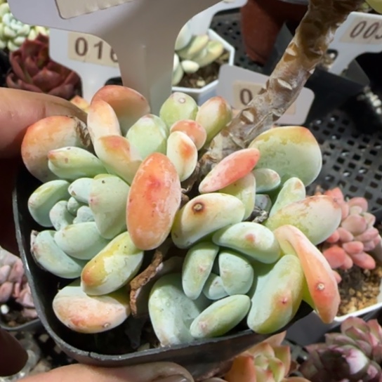 38冷香一物一拍多肉