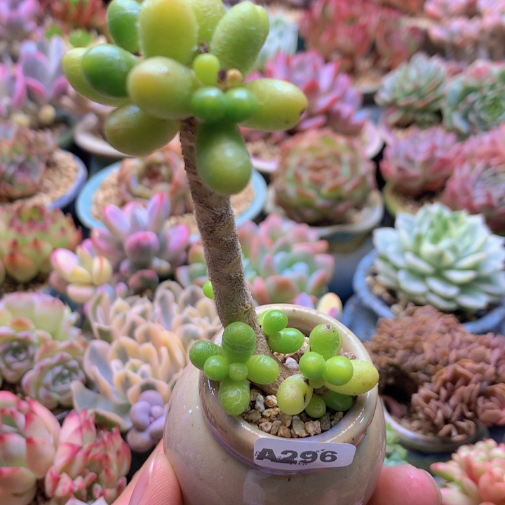 一物一拍含盆土满38包邮A296