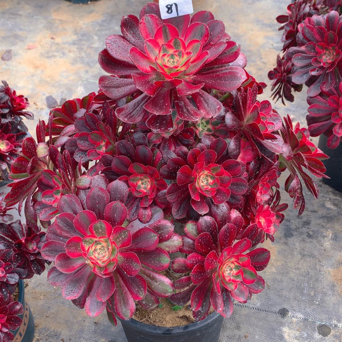 81香奈儿精品法师多肉