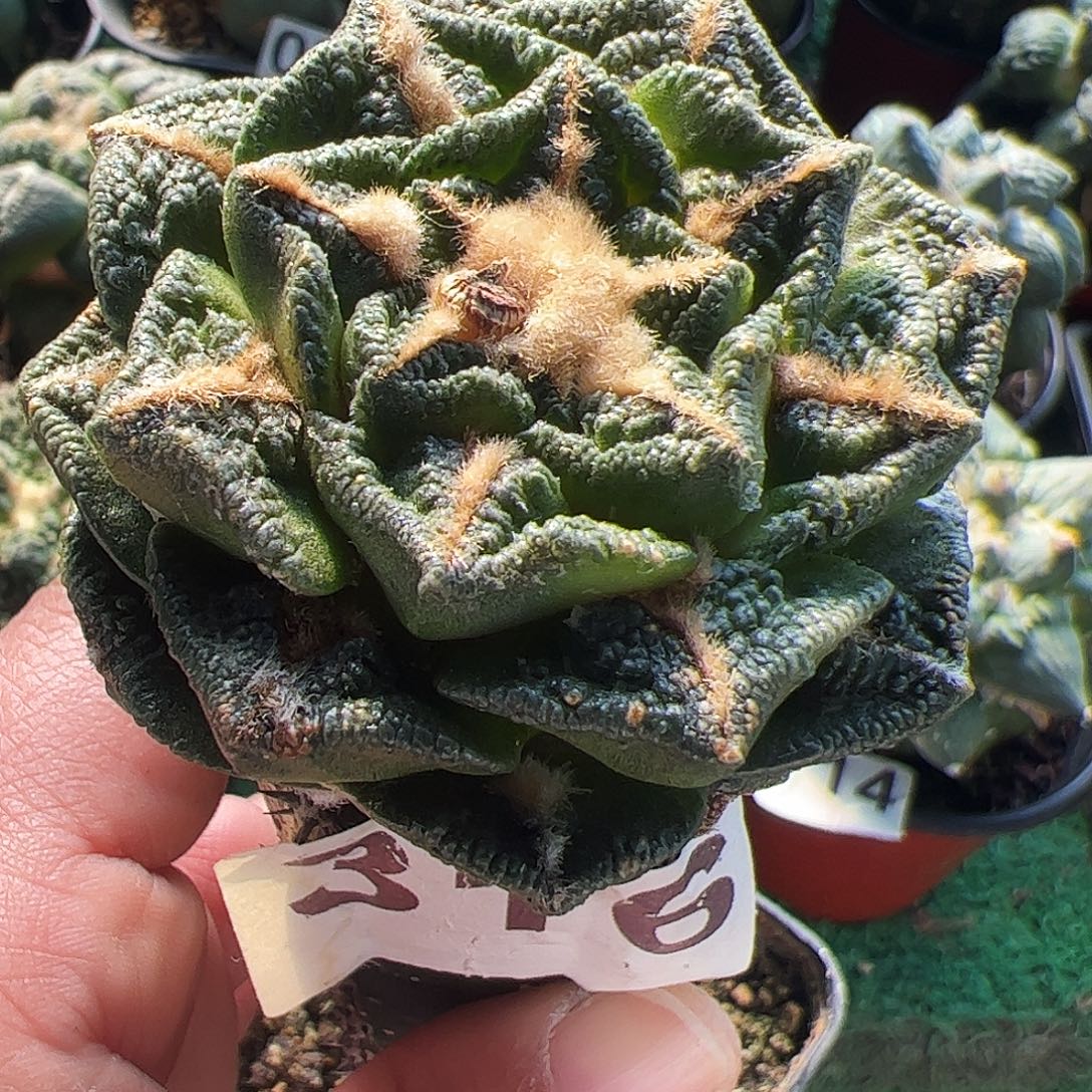 无花朵福利辛顿黑牡丹316