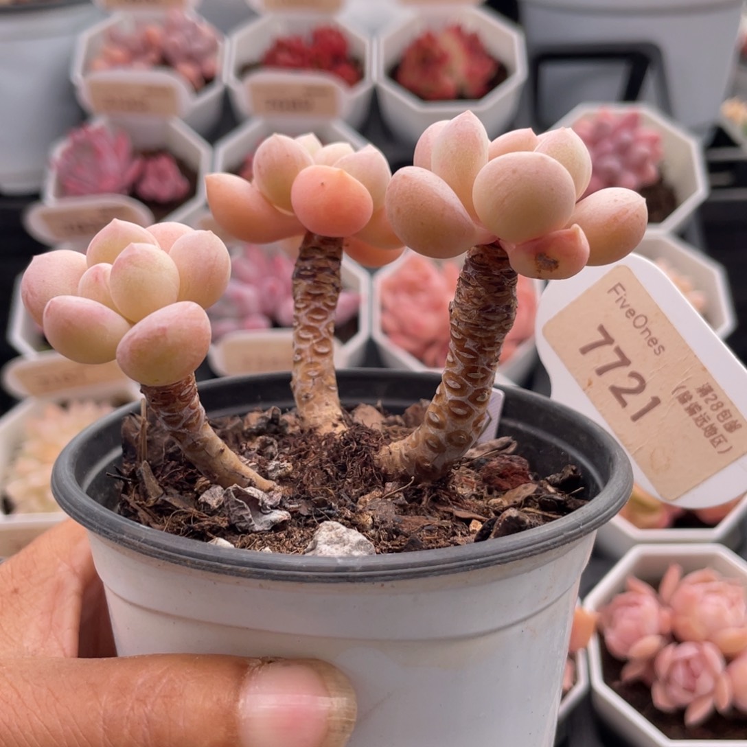 泡泡糖7721-8.0厘米